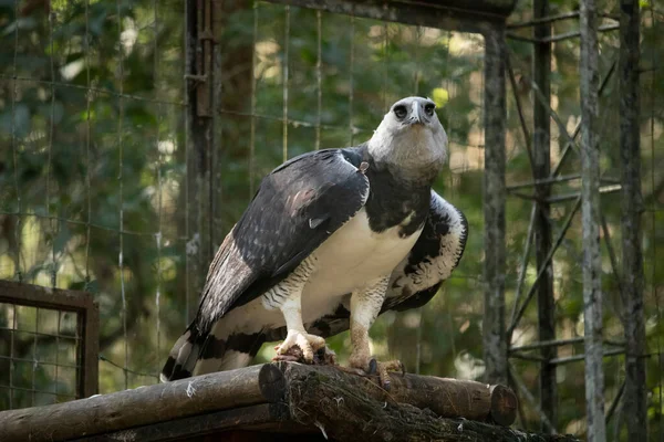 Der Harpyyadler Harpia Harpyja Mit Grünem Natur Bokeh Als Hintergrund — Stockfoto