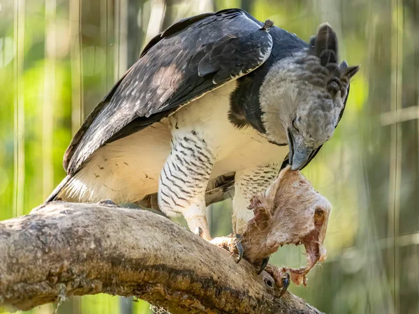 Harpy Eagle Harpia Harpyja Arka Plan Olarak Yeşil Doğa Bokeh — Stok fotoğraf