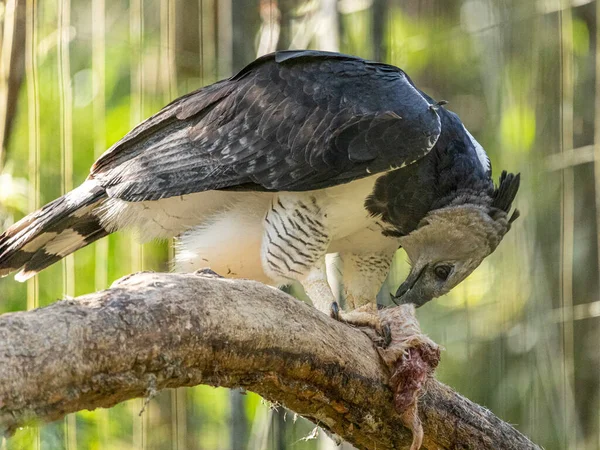 Harpy Eagle Harpia Harpyja Arka Plan Olarak Yeşil Doğa Bokeh — Stok fotoğraf