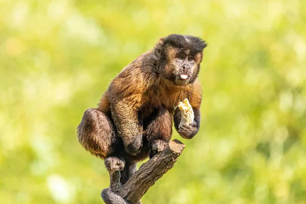 Φουντωτή Μαϊμού Καπουτσίνος Sapajus Apella Γνωστή Και Macaco Prego Στην — Φωτογραφία Αρχείου