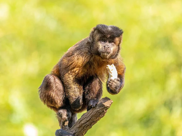 Mono Capuchino Copetudo Sapajus Apella También Conocido Como Macaco Prego — Foto de Stock