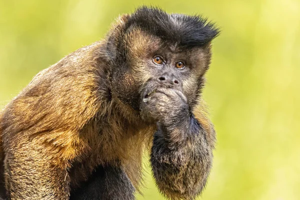 Mono Capuchino Copetudo Sapajus Apella También Conocido Como Macaco Prego — Foto de Stock