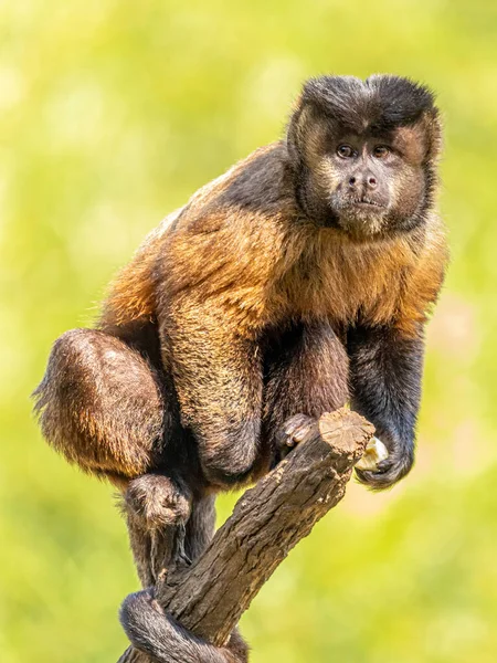 Mono Capuchino Copetudo Sapajus Apella También Conocido Como Macaco Prego — Foto de Stock