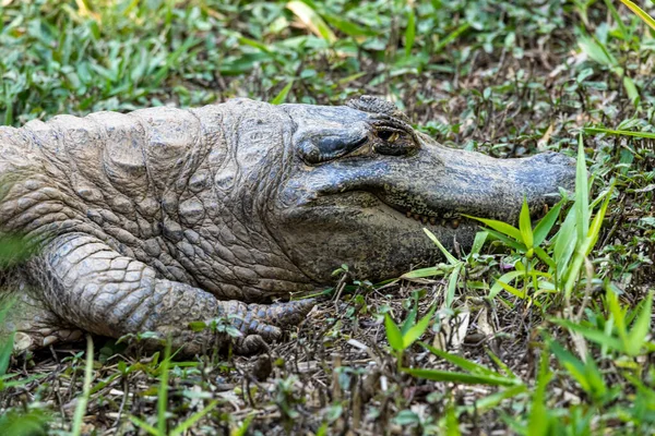 Alligator Zonnebaden Het Gras — Stockfoto
