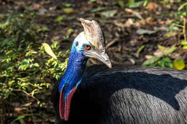 Νότιο Cassowary Casuarius Casuarius Αρσενικό — Φωτογραφία Αρχείου