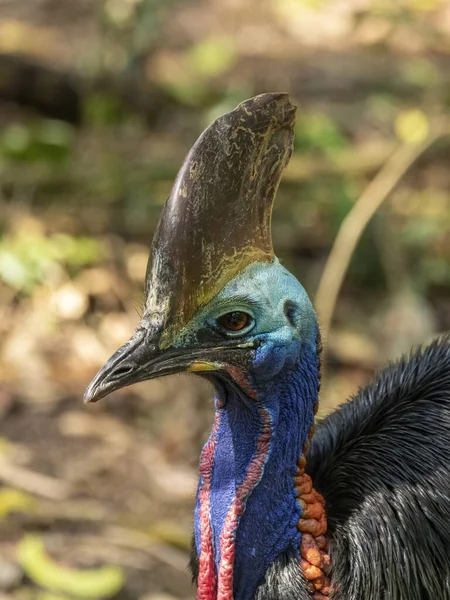 Kassowary Południowe Casuarius Casuarius Samiec — Zdjęcie stockowe