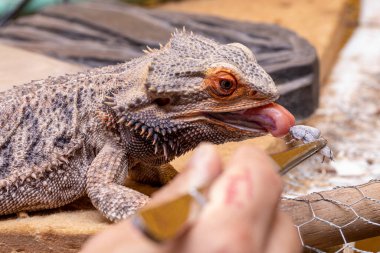 Sakallı bir ejderha (Pogona sp) kriket yiyor.