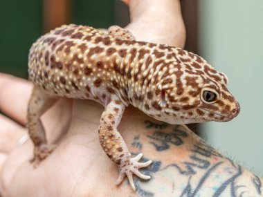 Leopar kertenkelesi (Eublepharis macularius).