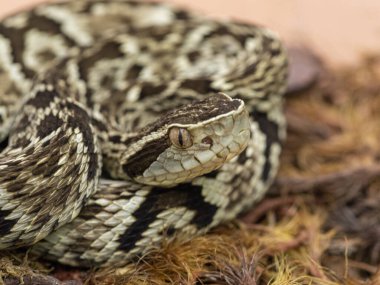 Jararaca Yılanı (Bothrops Jararaca). Zehirli Brezilya yılanı.
