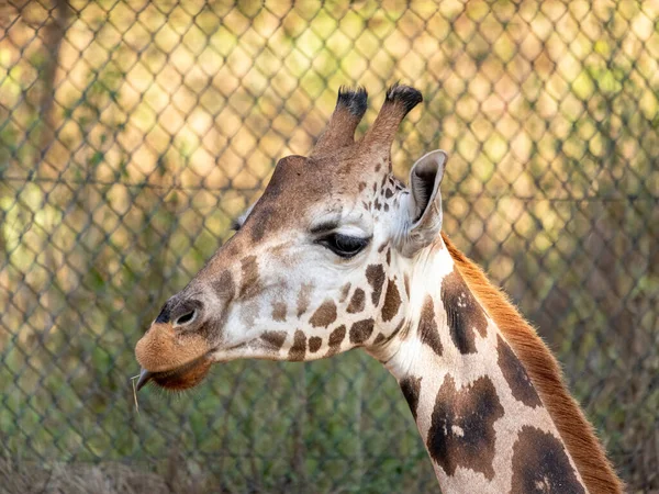 Une Girafe Giraffa Camelopardalis Pendant Journée — Photo