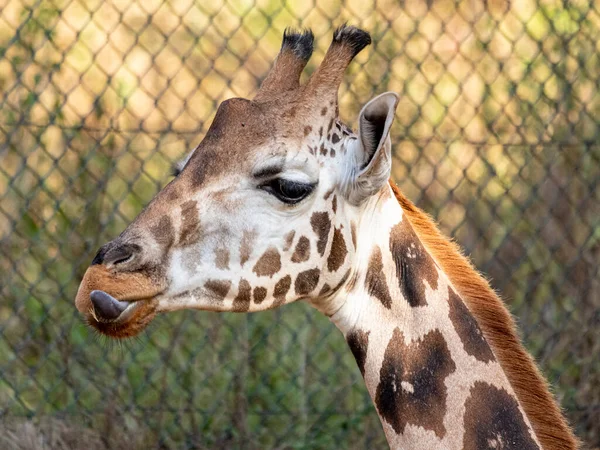 Une Girafe Giraffa Camelopardalis Pendant Journée — Photo