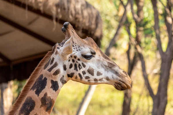 Une Girafe Giraffa Camelopardalis Pendant Journée — Photo