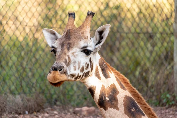 Une Girafe Giraffa Camelopardalis Pendant Journée — Photo