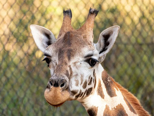 Une Girafe Giraffa Camelopardalis Pendant Journée — Photo