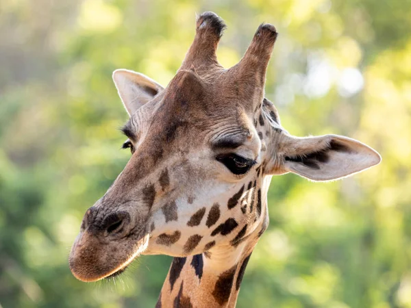 Une Girafe Giraffa Camelopardalis Pendant Journée — Photo