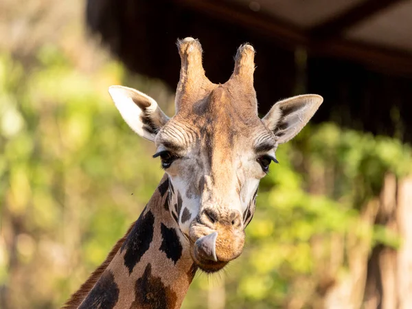 Une Girafe Giraffa Camelopardalis Pendant Journée — Photo