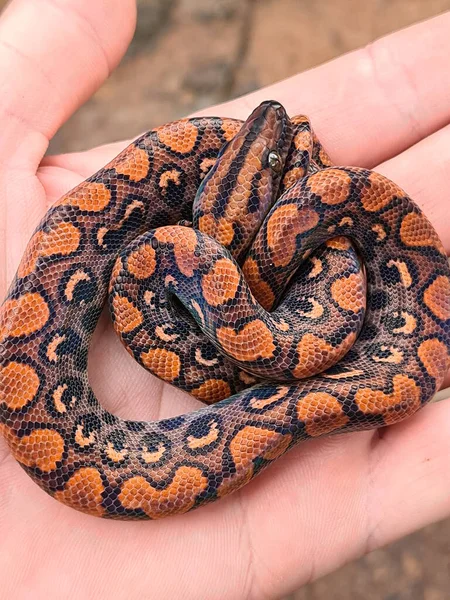 Epicrates Cenchria Una Especie Boa Endémica América Central Del Sur —  Fotos de Stock