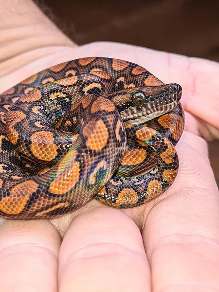 Epicrates Cenchria Boa Species Endemic Central South America Common Names — Stock Photo, Image