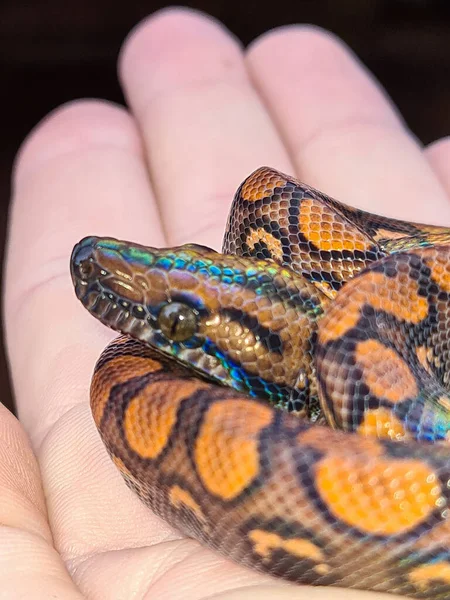 Epicrates Cenchria Una Especie Boa Endémica América Central Del Sur —  Fotos de Stock