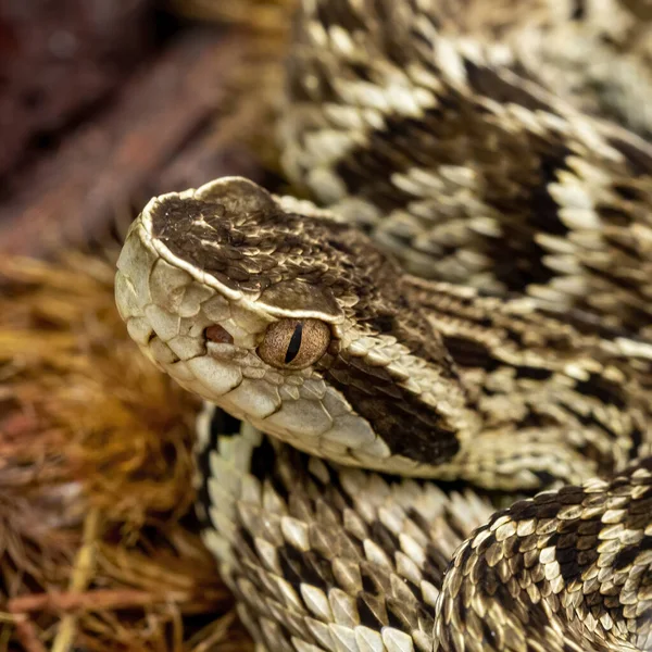 Cobra Jararaca Bothrops Jararaca Cobra Brasileira Venenosa — Fotografia de Stock