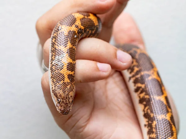 Eryx Jayakari Est Une Espèce Serpents Famille Des Boidae — Photo