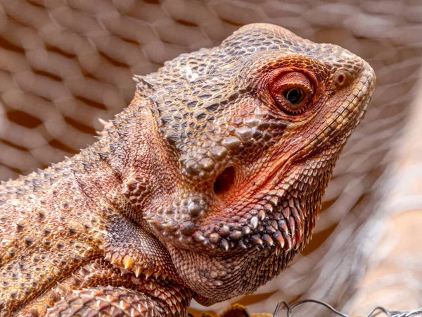 Close Dragão Barbudo Pogona — Fotografia de Stock