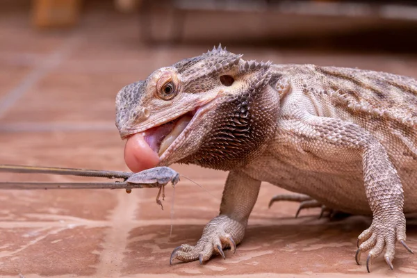 Sakallı bir ejderha (Pogona sp) kriket yiyor.