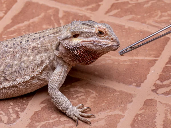 Sakallı Bir Ejderha Pogona Kriket Yiyor — Stok fotoğraf