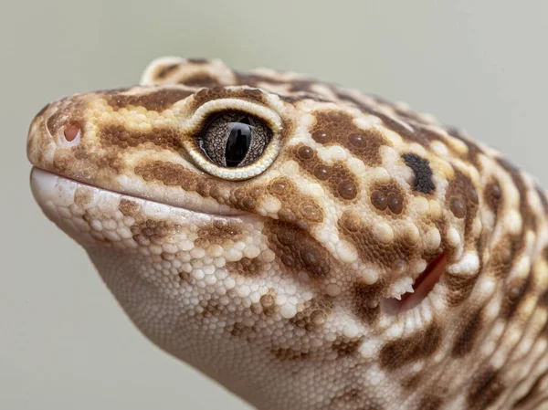 Leopard Gecko Eublepharis Macularius — Stock fotografie