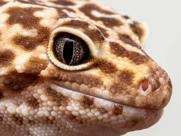 Leopar kertenkelesi (Eublepharis macularius).