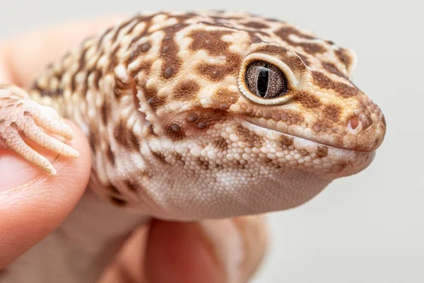 Leopard Gecko Eublepharis Macularius — Stock Photo, Image