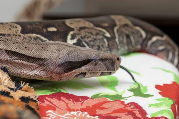 Boa Constrictor Boa Constrictor Constrictor — Stock Fotó