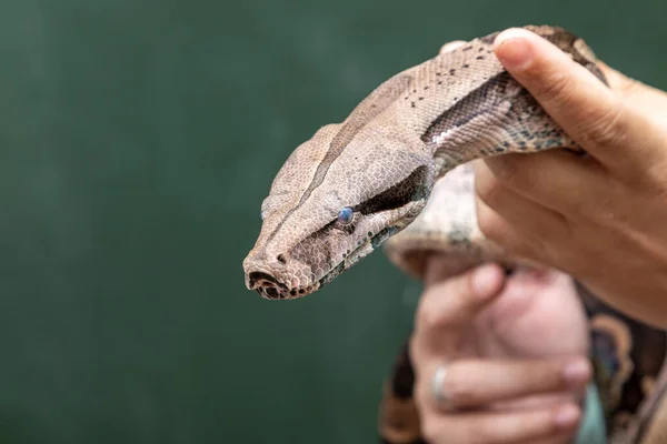 Boa Constrictor Boa Constrictor Constrictor — Stock Photo, Image