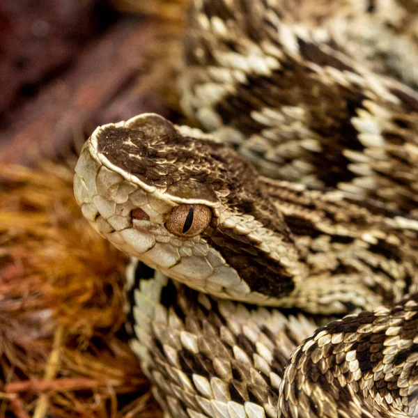Serpent Jararaca Bothrops Jararaca Serpent Brésilien Empoisonné — Photo