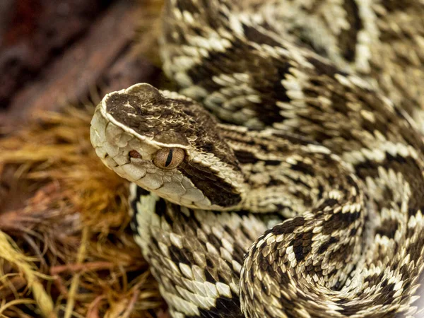 Jararaca Snake Bothrops Jararaca Mérgező Brazil Kígyó — Stock Fotó