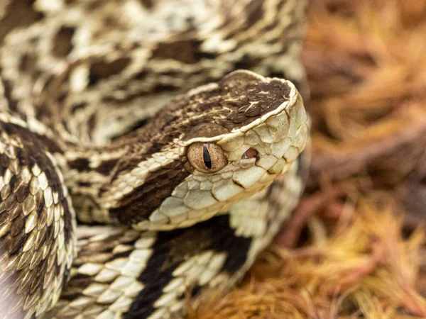 Cobra Jararaca Bothrops Jararaca Cobra Brasileira Venenosa — Fotografia de Stock