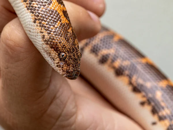 Eryx Jayakari Known Commonly Arabian Sand Boa Jayakar Sand Boa — Stock Photo, Image