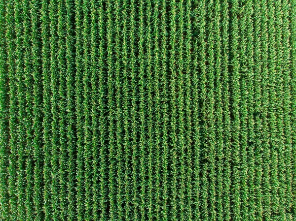 Plantação Milho Verde Estação Agrícola Verão — Fotografia de Stock