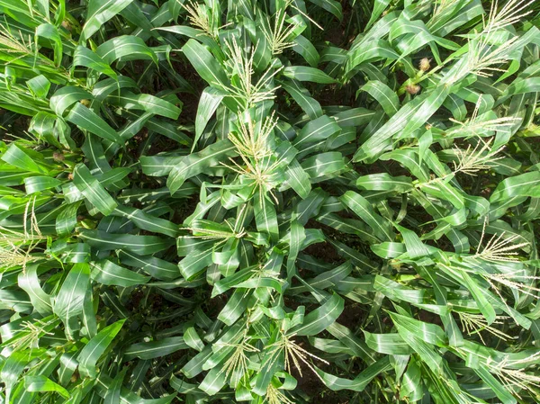 Зеленая Кукуруза Плантации Кукурузы Летний Сельскохозяйственный Сезон — стоковое фото