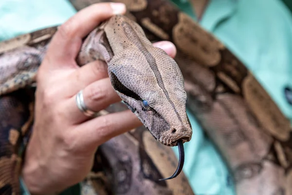 Boa Constrictor Boa Constrictor Constrictor Stock Image