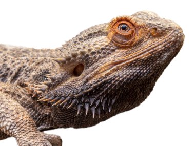 Beyaz arka planda sakallı bir ejderhaya (Pogona sp) yaklaş.
