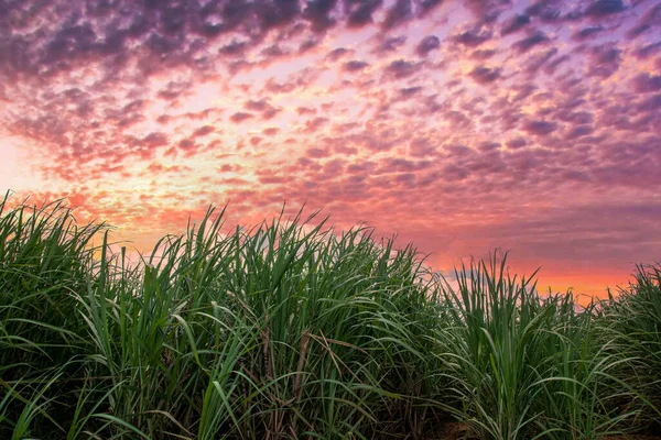 Sugar Cane Plantation Sunset — Stock Photo, Image