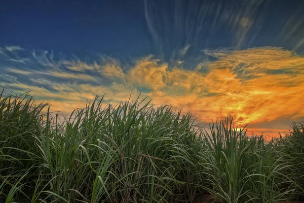 Sugar Cane Plantation Sunset — Stock Photo, Image