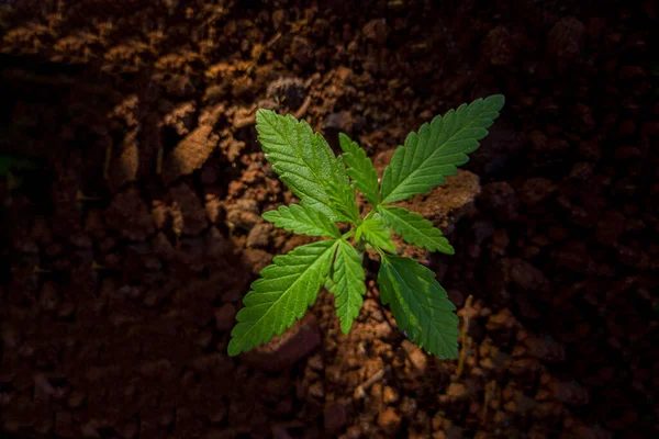 Marihuana Cannabis Flor Semilla — Foto de Stock