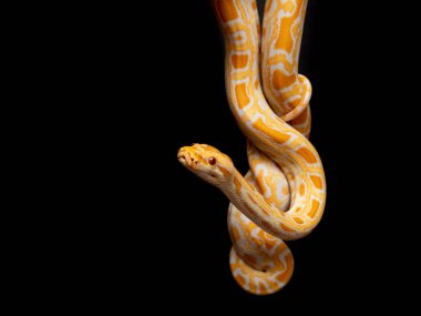 Python molurus bivitattus yılanların en büyüklerinden biridir. Güneydoğu Asya 'nın büyük bir bölgesine özgüdür ancak başka yerlerde istilacı bir tür olarak bulunur.