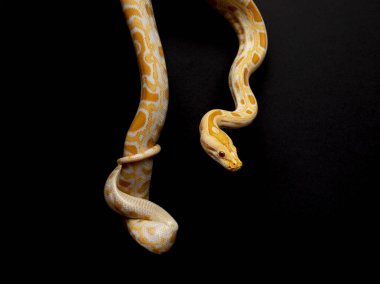 Python molurus bivitattus yılanların en büyüklerinden biridir. Güneydoğu Asya 'nın büyük bir bölgesine özgüdür ancak başka yerlerde istilacı bir tür olarak bulunur.