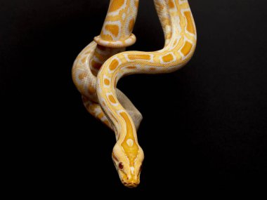 Python molurus bivitattus yılanların en büyüklerinden biridir. Güneydoğu Asya 'nın büyük bir bölgesine özgüdür ancak başka yerlerde istilacı bir tür olarak bulunur.