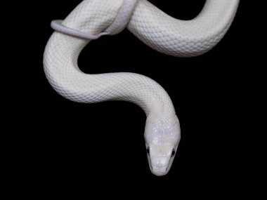 The Texas rat snake (Elaphe obsoleta lindheimeri ) is a subspecies of rat snake, a nonvenomous colubrid found in the United States, primarily within the state of Texas. clipart