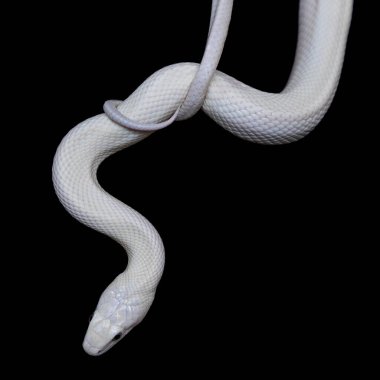 The Texas rat snake (Elaphe obsoleta lindheimeri ) is a subspecies of rat snake, a nonvenomous colubrid found in the United States, primarily within the state of Texas. clipart