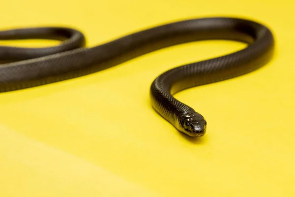 Lampropeltis Getula Nigrita Uma Espécie Serpente Gênero Lampropeltis Pertencente Família — Fotografia de Stock